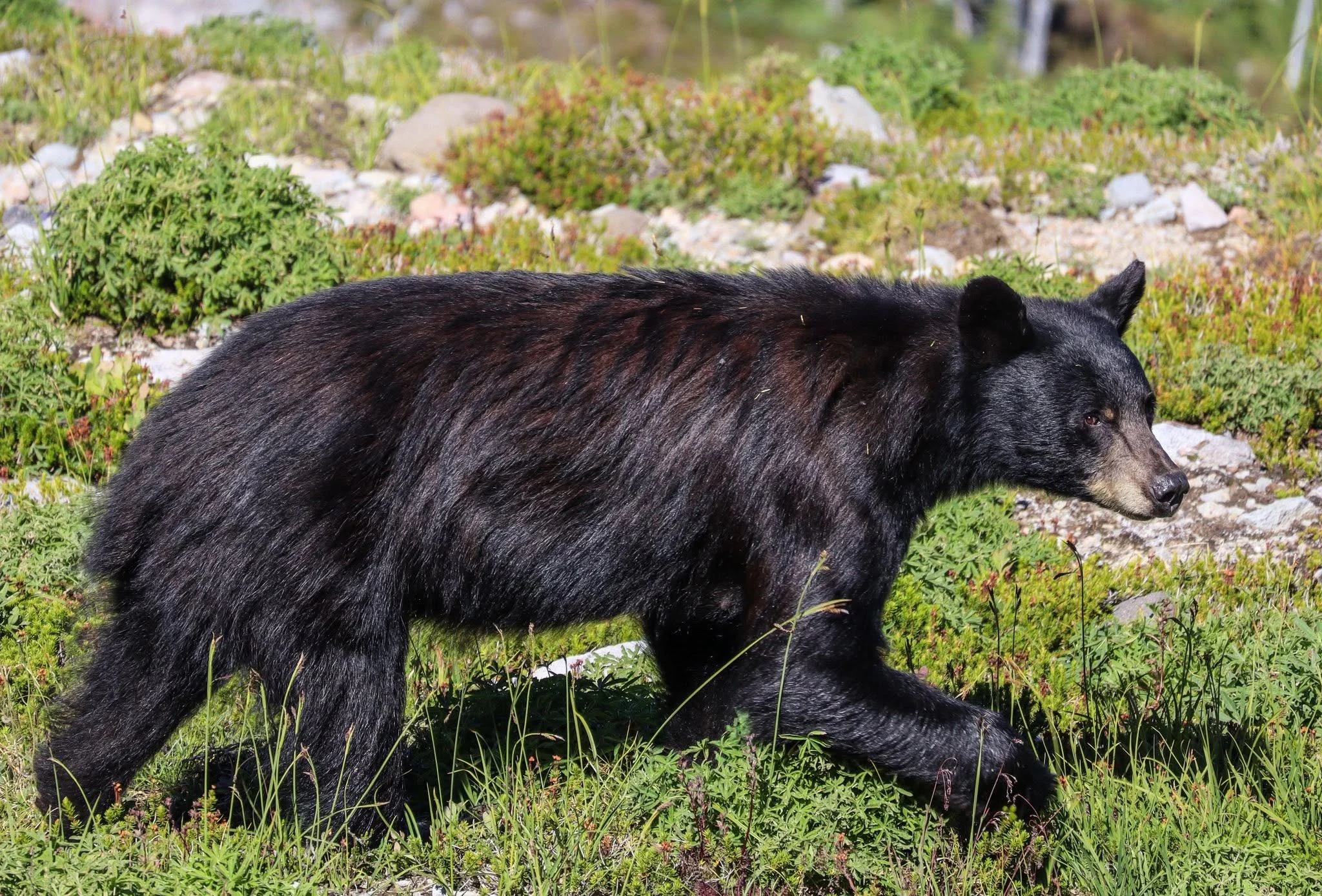Peak Season: Black Bear, On the Move