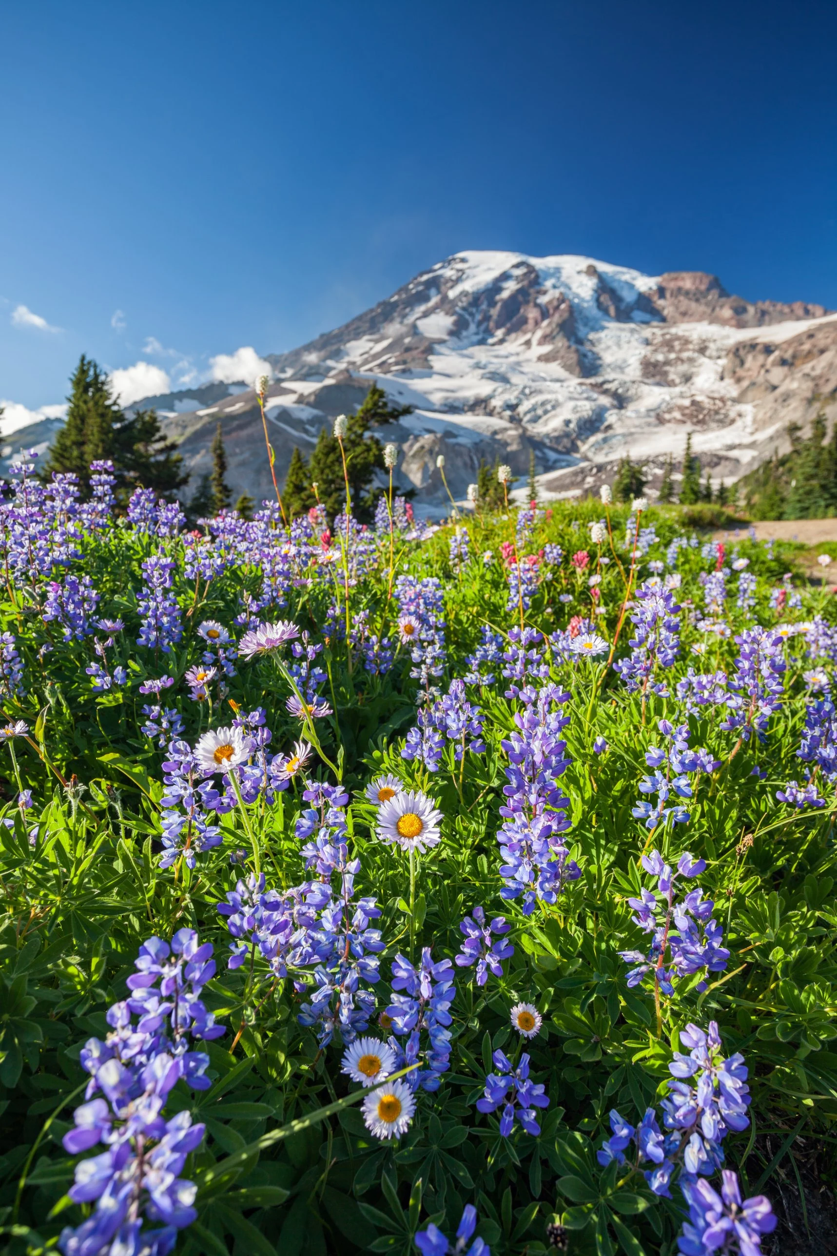 Peak Season: Lupine and Aster Meadow