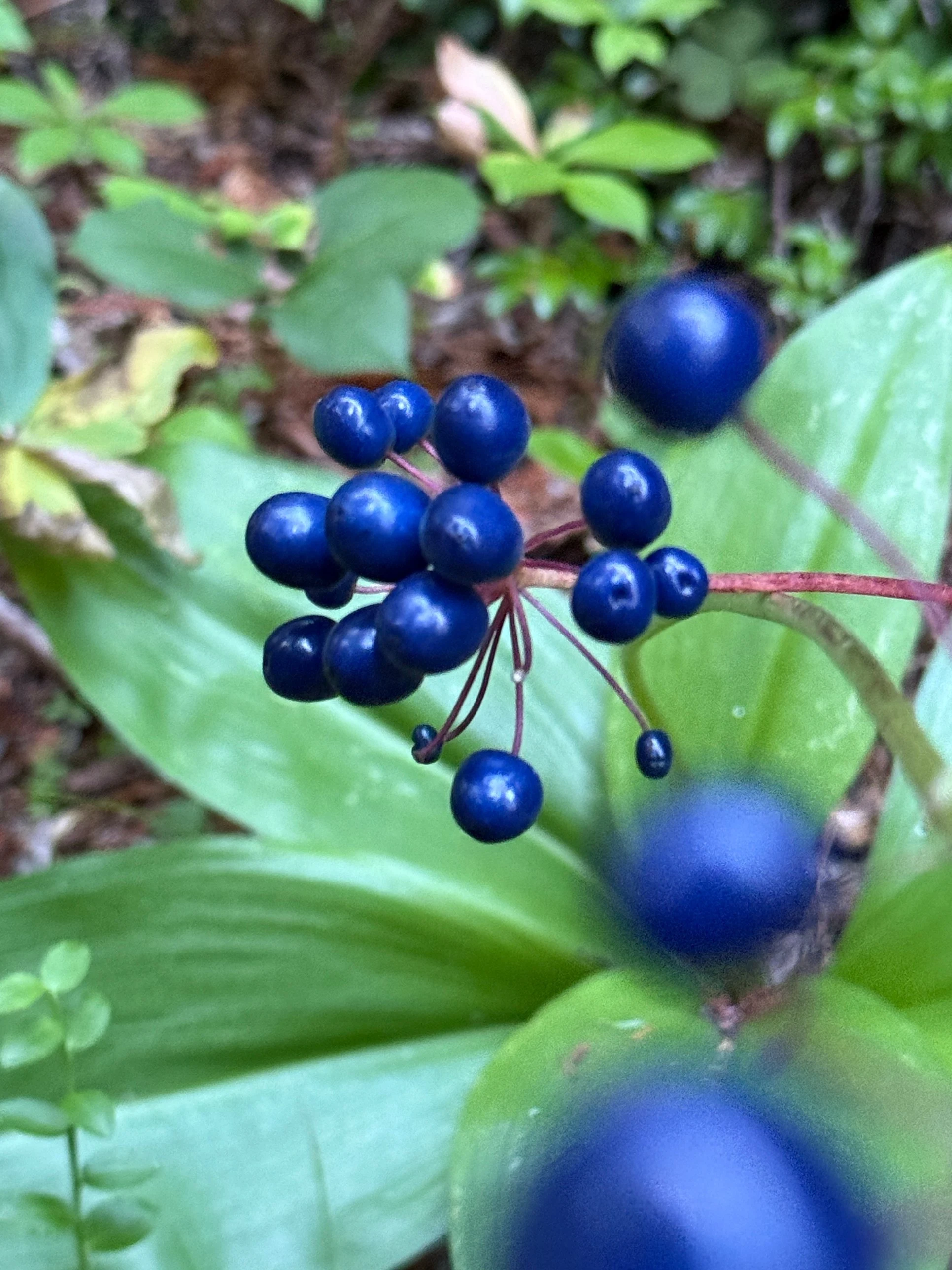 Wild Berry Guide: Bluebead Lily, Clintonia borealis
