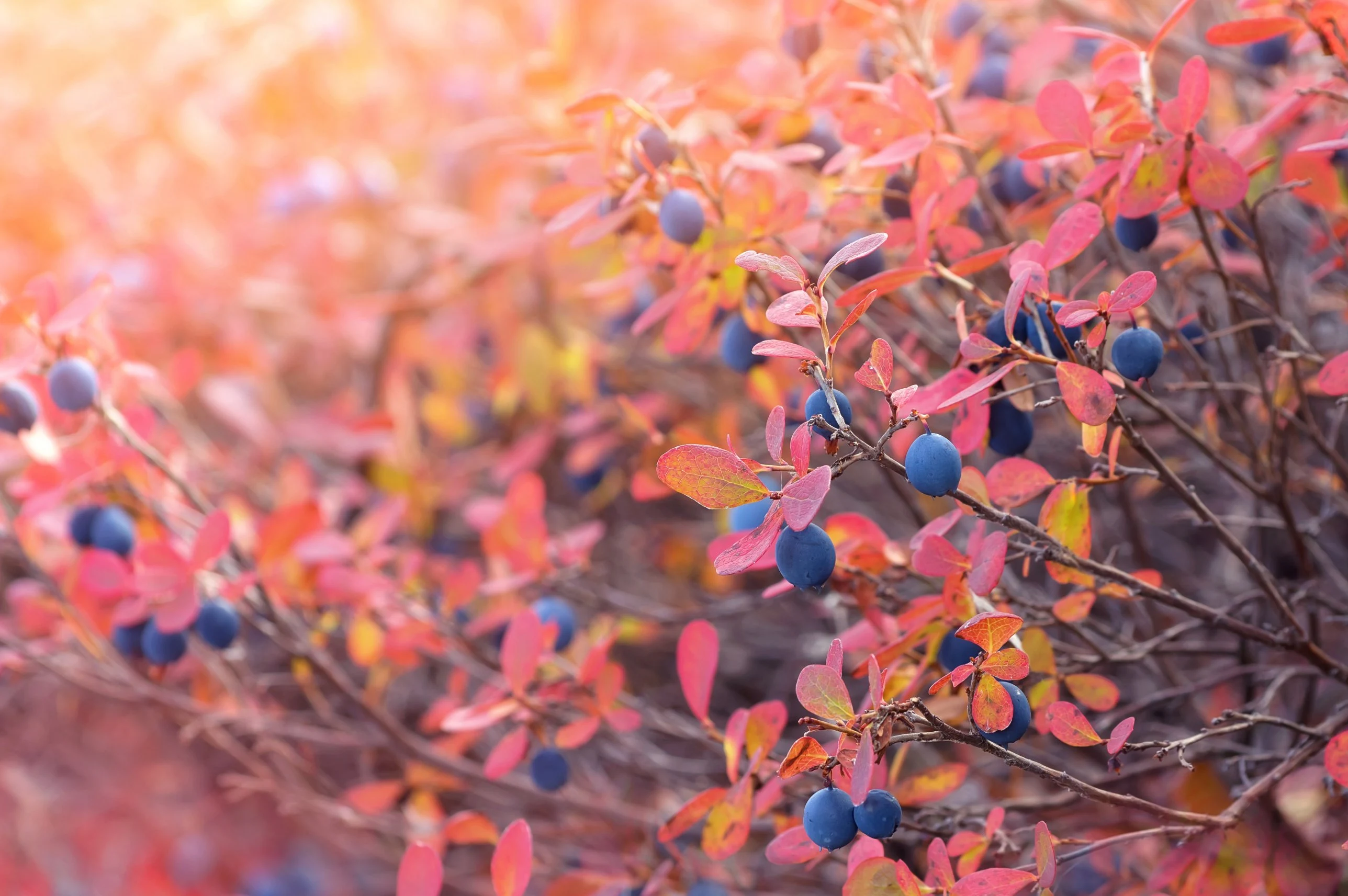 Wild Berry Guide: Bog Blueberry, Vaccinium uliginosum