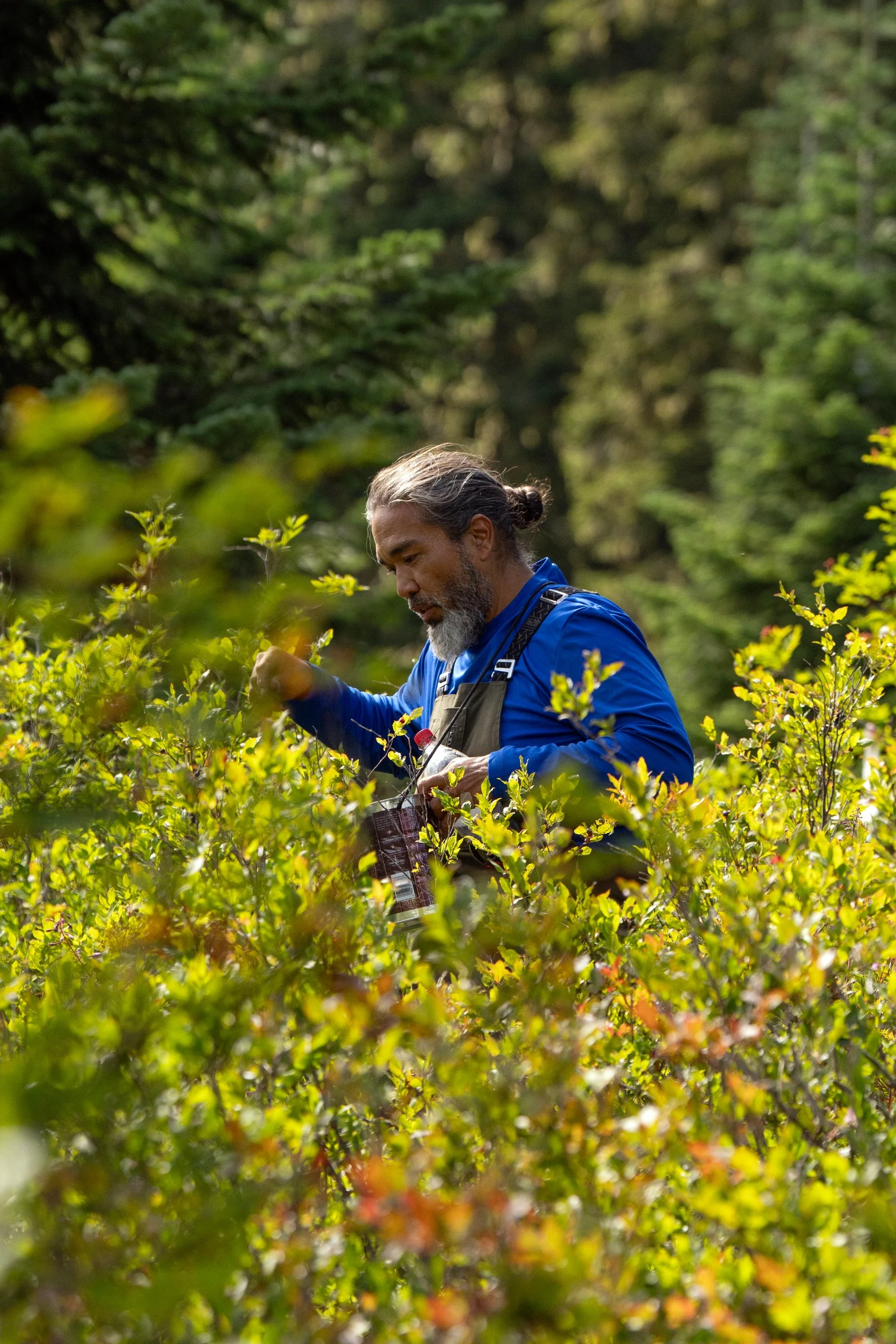 Wild Berry Guide: Picking Thinleaf Huckleberries, Vaccinium membranaceum