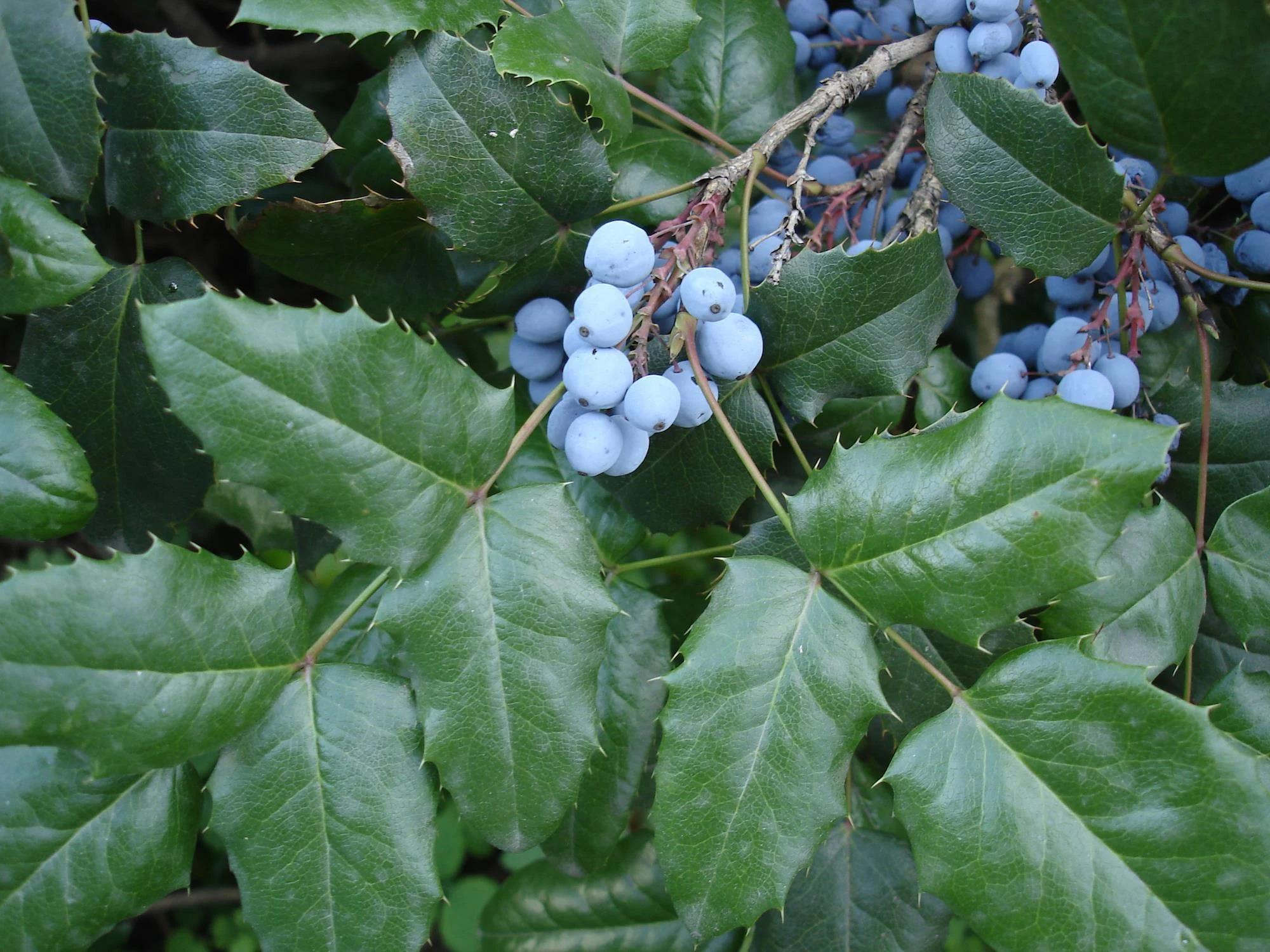 Wild Berry Guide: Tall Oregon-Grape, Berberis aquifolium