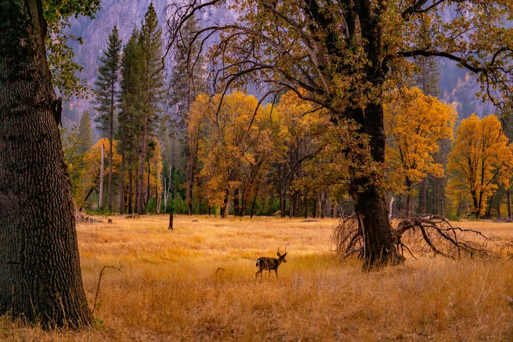 Yosemite National Park: Cook's Meadow