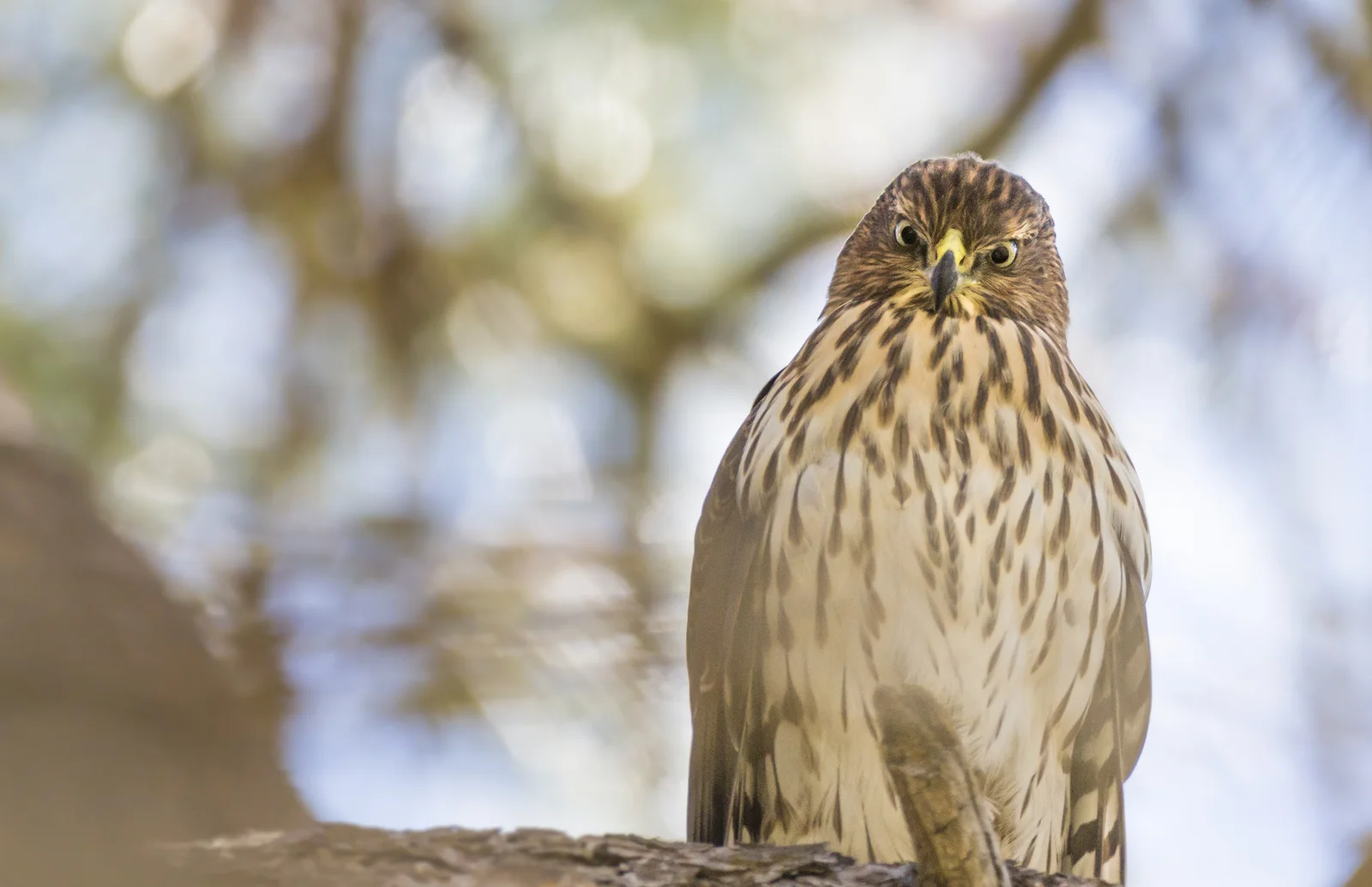 Yosemite National Park: Cooper's Hawk