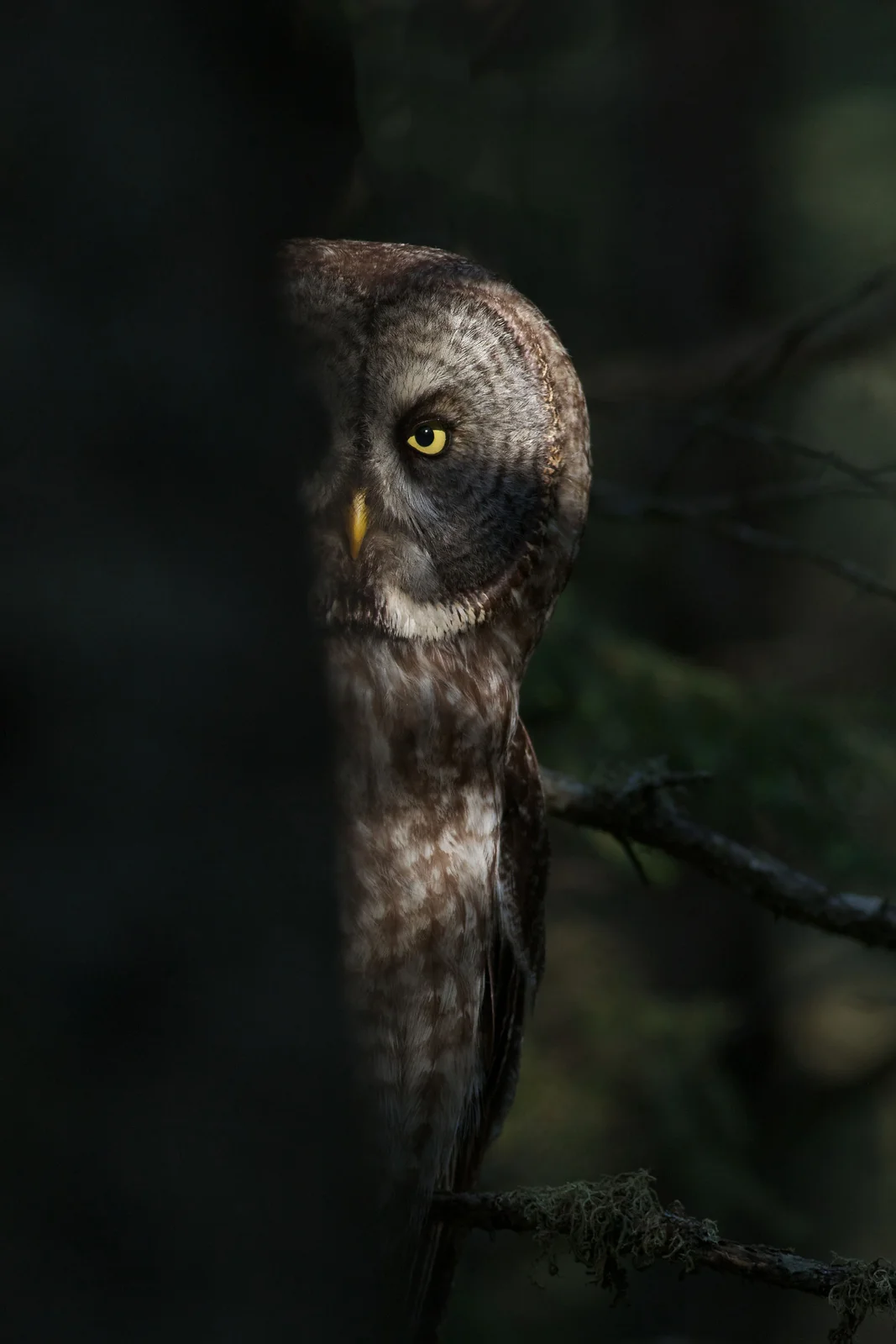 Yosemite National Park: Great Grey Owl