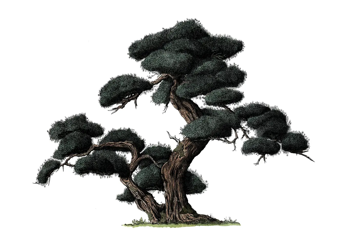 Trees of Yosemite, image 3